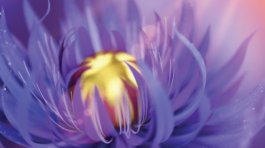 14-Cover ACS Nano 2024